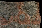 Silurian Fossil Crinoid (Scyphocrinites) Plate - Morocco #148555-2